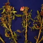 rose malate