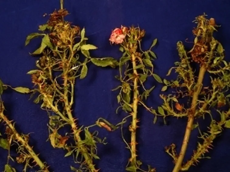 rose malate