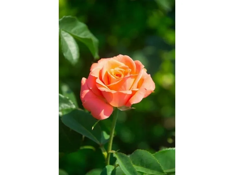 bellissima rosa in salute