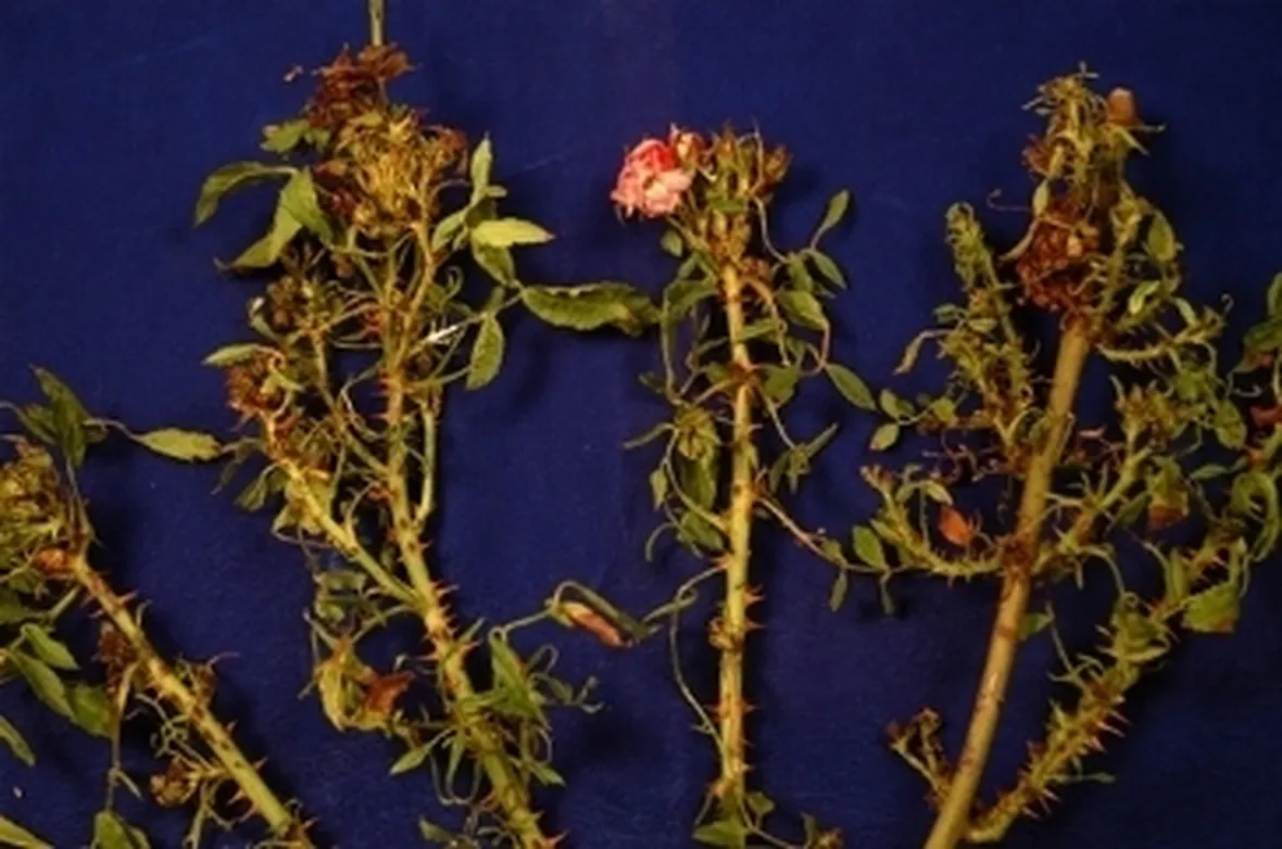 rose malate