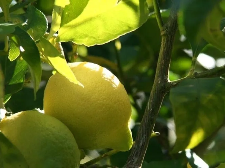 Limone malato