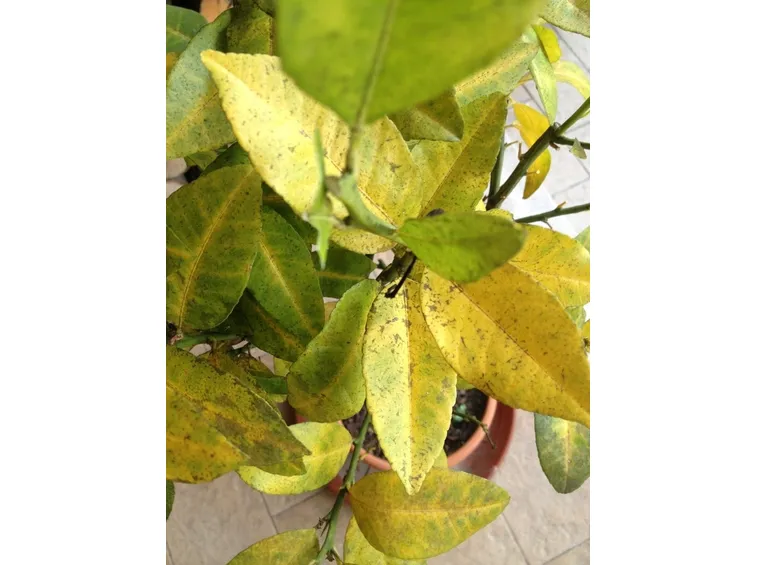 Foglie di limone malate