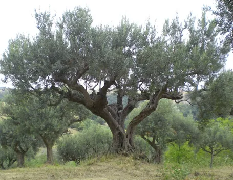 Olivo