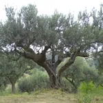 Olivo