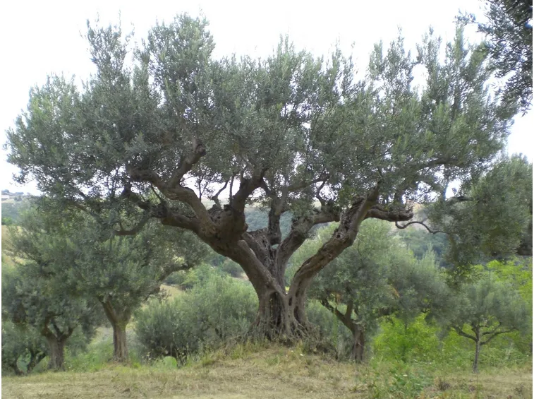 Olivo