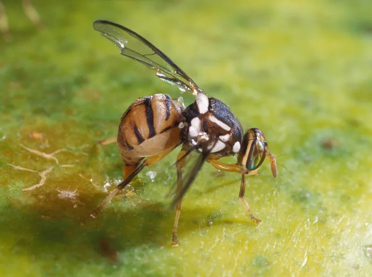 Mosca dell'olivo
