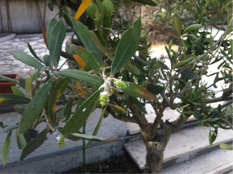 Cocciniglia cotonosa