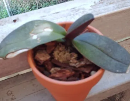 orchidea malata