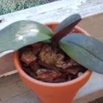 orchidea malata