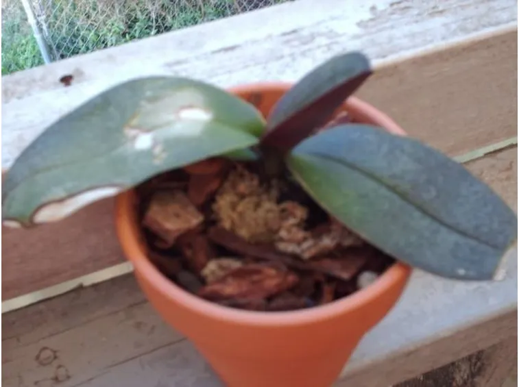 orchidea malata