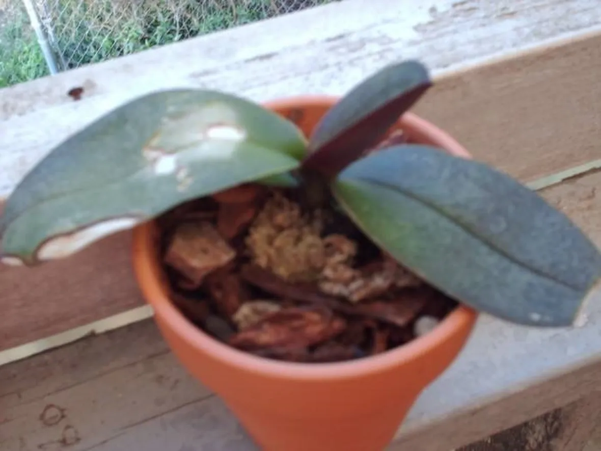 orchidea malata