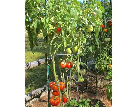 Pianta pomodoro