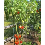 Pianta pomodoro