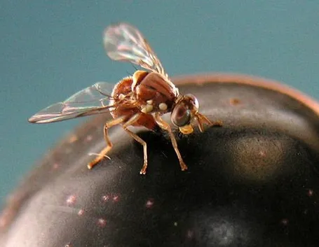 La mosca
