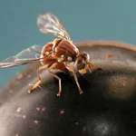 La mosca