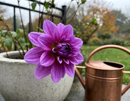 Perché l'umidità autunnale favorisce la botrite