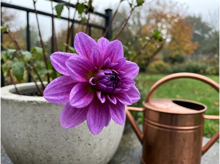Perché l'umidità autunnale favorisce la botrite