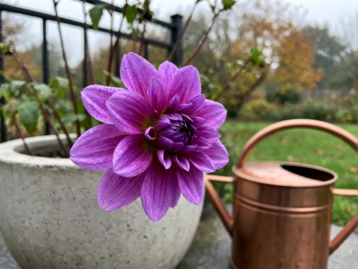 Perché l'umidità autunnale favorisce la botrite
