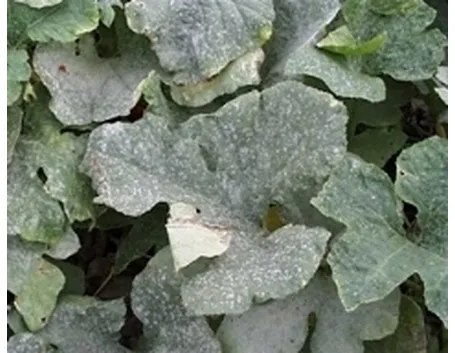 oidio su foglie