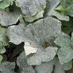 oidio su foglie