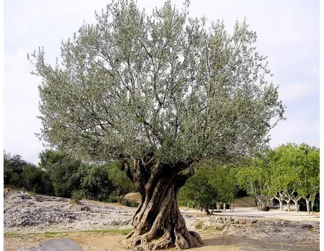 Olivo sano.