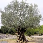 Olivo sano.