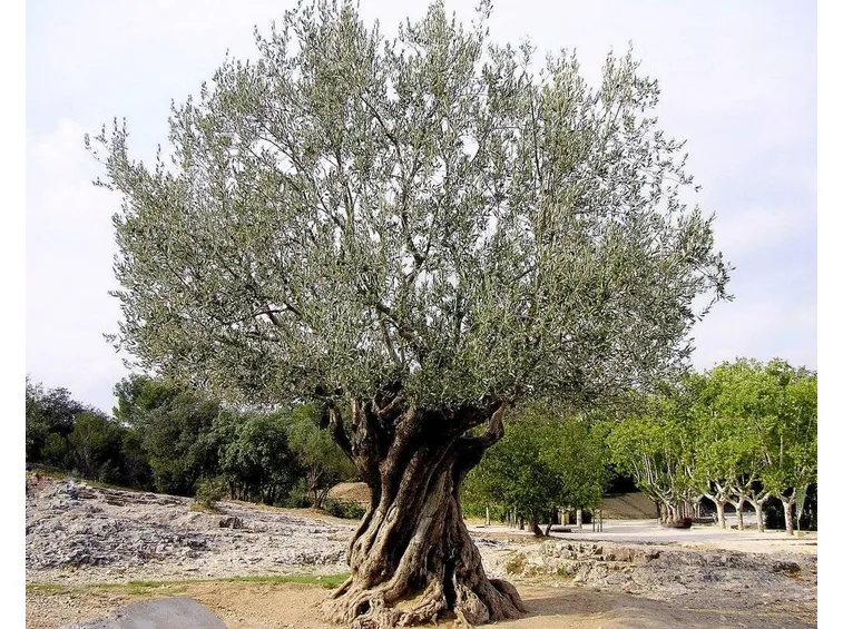 Olivo sano.