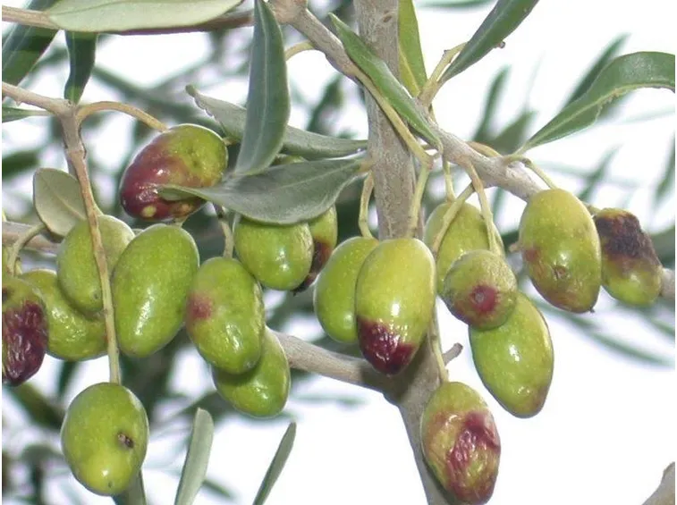 olive malate
