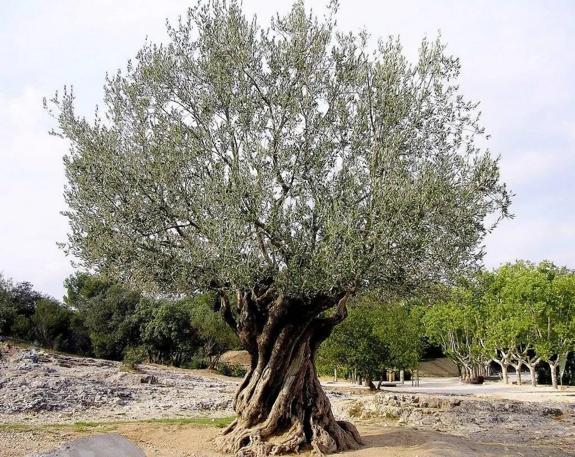 Olivo sano.