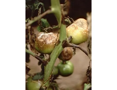 peronospora su pomodori