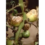 peronospora su pomodori