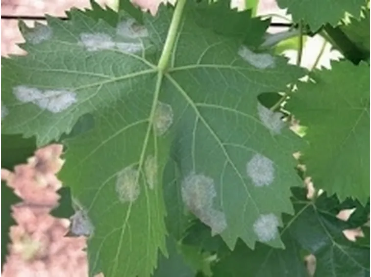 peronospora1-1
