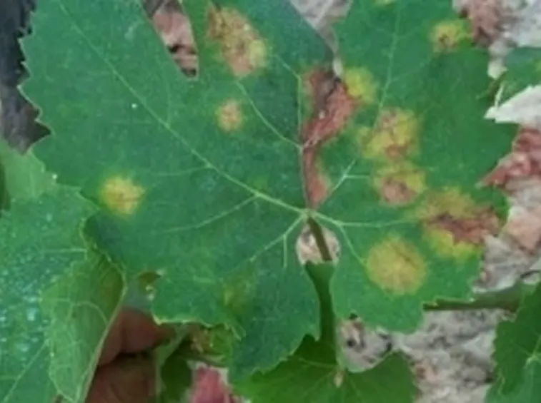 peronospora2-1