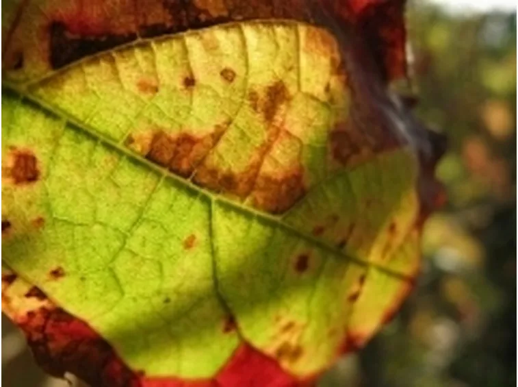 peronospora3-1