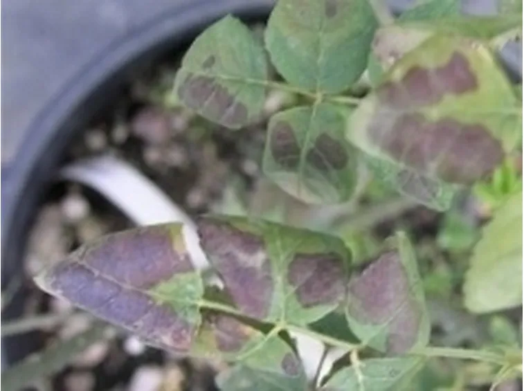 peronospora4-1