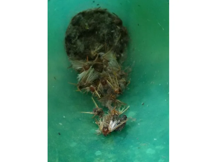 Trappola per falena di processionaria