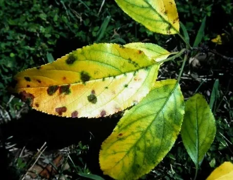 ticchiolatura melo
