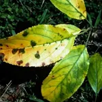 ticchiolatura melo