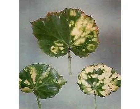 virosi1-1