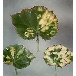 virosi1-1
