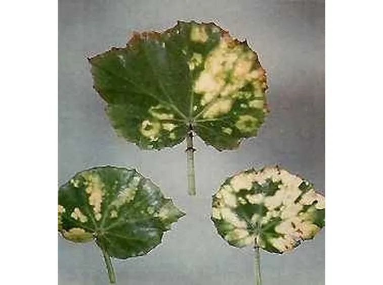 virosi1-1