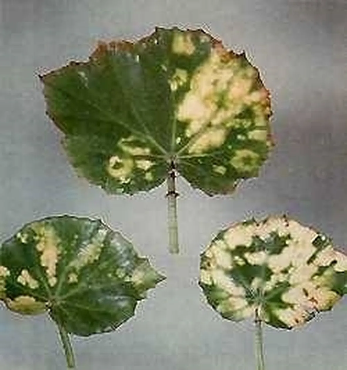 virosi1-1
