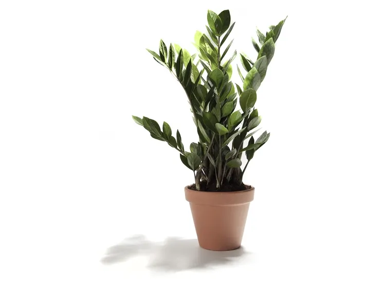 pianta di zamioculcas