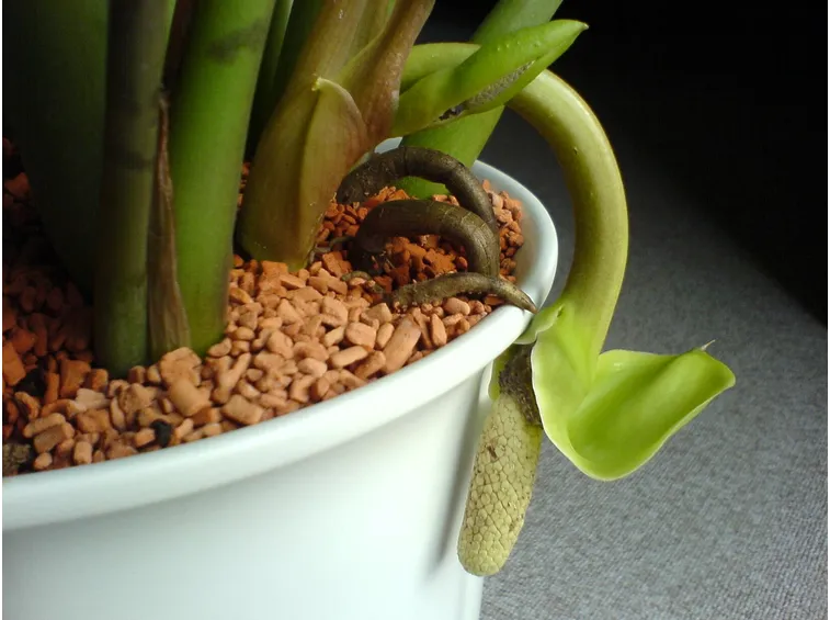 particolare zamioculcas