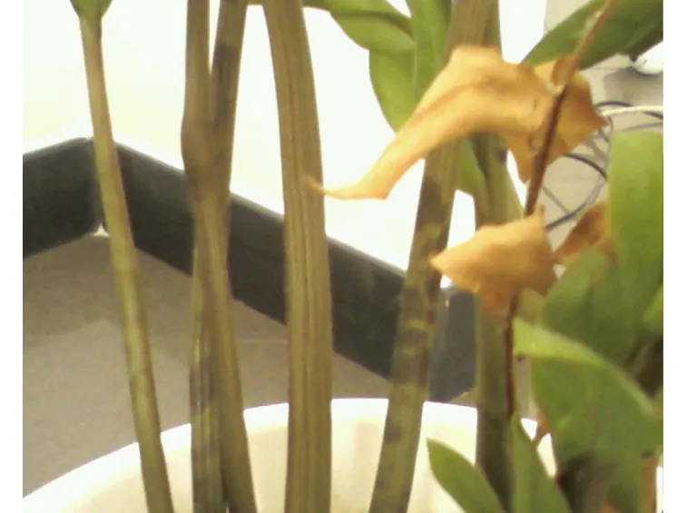 zamioculcas con le foglie gialle