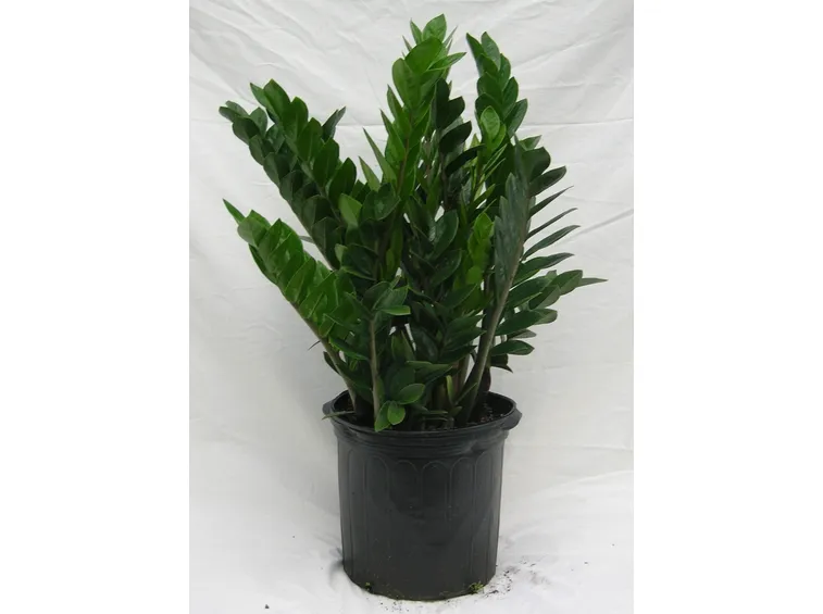 zamioculcas sana