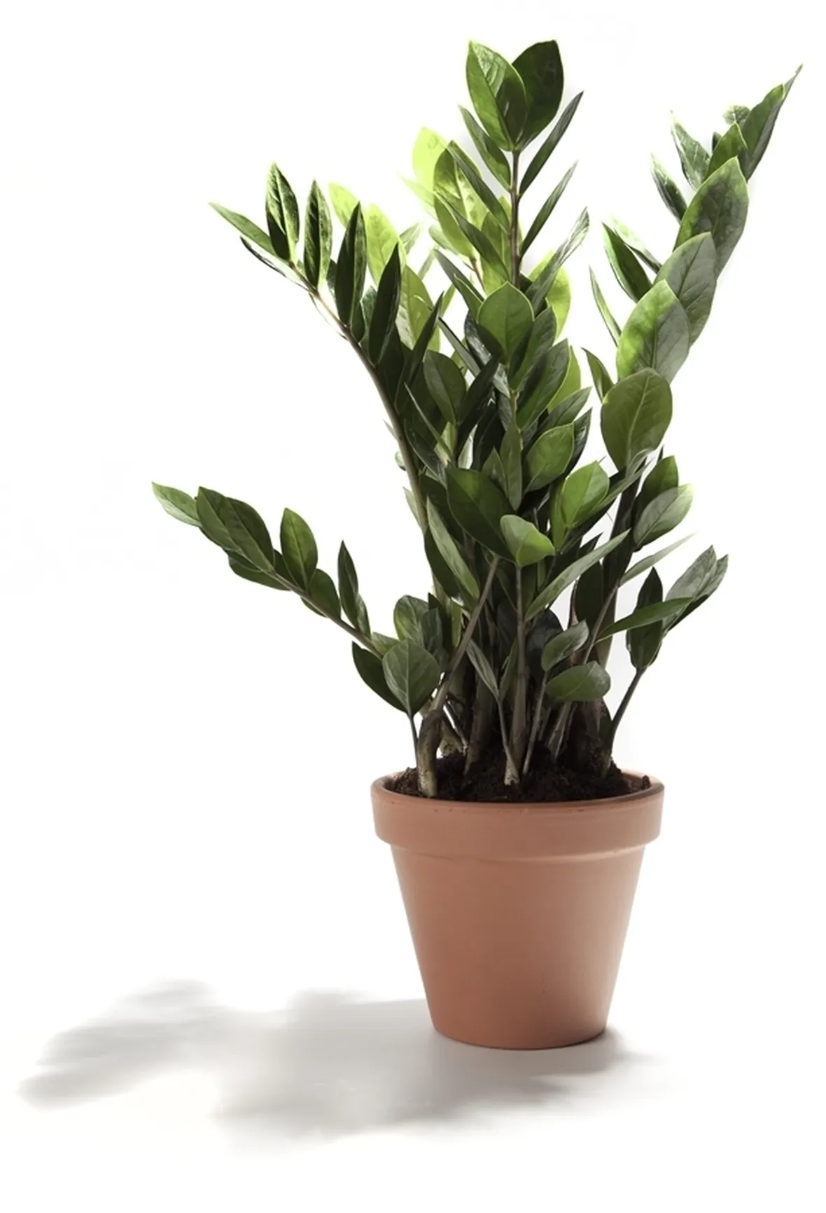 pianta di zamioculcas