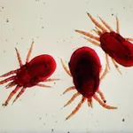 Acaro rosso