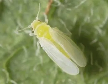 Aleurodide