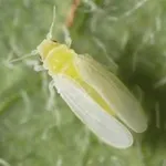 Aleurodide